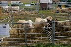 Er&ouml;ffnung des Bauernmarktes in Kallmerode (Foto: Ilka K&uuml;hn)