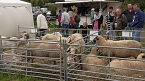 Erster Tag Bauernmarkt in Kallmerode (Foto: Ilka K&uuml;hn)