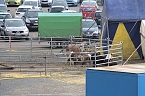 Zirkus in Nordhausen (Foto: Peter Blei)