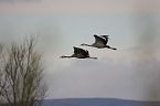 Der Flug der gro&szlig;en V&ouml;gel ist immer wieder beeindruckend. (Foto: Manfred Hagemann)