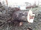 B&auml;ume in der Nordh&auml;user Uferstra&szlig;e mussten fallen (Foto: Peter Blei)