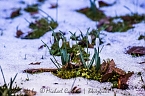 Der Fr&uuml;hling kommt (Foto: Michael Caspari ( www.blitzlicht-nordhausen.de ))