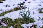 Der Fr&uuml;hling kommt (Foto: Michael Caspari ( www.blitzlicht-nordhausen.de ))
