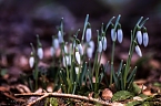 Der Fr&uuml;hling kommt (Foto: Michael Caspari ( www.blitzlicht-nordhausen.de ))