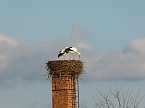 Exakt nach einem Jahr wieder gelandet (Foto: G. Struve) Exakt nach einem Jahr wieder gelandet (Foto: G. Struve)