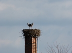 Exakt nach einem Jahr wieder gelandet (Foto: G. Struve) Exakt nach einem Jahr wieder gelandet (Foto: G. Struve)