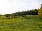 Zu Besuch in Steinsee (Foto: Peter Blei)