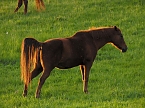Zu Besuch in Steinsee (Foto: Peter Blei)