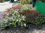 Geranien - und Blumenmarkt auf dem Nordh&auml;user Rathausplatz (Foto: Peter Blei)