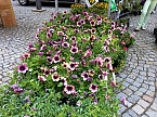 Geranien - und Blumenmarkt auf dem Nordh&auml;user Rathausplatz (Foto: Peter Blei)