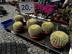 Geranien - und Blumenmarkt auf dem Nordh&auml;user Rathausplatz (Foto: Peter Blei)