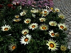 Geranien - und Blumenmarkt auf dem Nordh&auml;user Rathausplatz (Foto: Peter Blei)