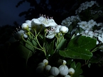 Bl&uuml;tenpracht in der Nordh&auml;user Nacht (Foto: Peter Blei)