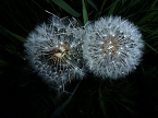 Bl&uuml;tenpracht in der Nordh&auml;user Nacht (Foto: Peter Blei)