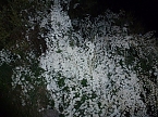 Bl&uuml;tenpracht in der Nordh&auml;user Nacht (Foto: Peter Blei)
