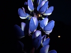 Bl&uuml;tenpracht in der Nordh&auml;user Nacht (Foto: Peter Blei)
