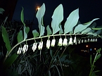Bl&uuml;tenpracht in der Nordh&auml;user Nacht (Foto: Peter Blei)