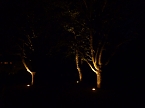Bl&uuml;tenpracht in der Nordh&auml;user Nacht (Foto: Peter Blei)