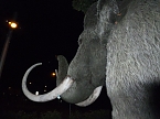 Bl&uuml;tenpracht in der Nordh&auml;user Nacht (Foto: Peter Blei)