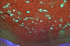 Die besondere Totes-Meer-Salzgrotte (Foto: Karl-Heinz Herrmann)