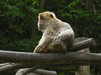 Besuch im Affenwald  (Foto: Peter Blei)