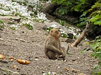 Besuch im Affenwald  (Foto: Peter Blei)