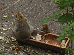 Besuch im Affenwald  (Foto: Peter Blei)