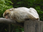 Besuch im Affenwald  (Foto: Peter Blei)