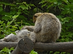 Besuch im Affenwald  (Foto: Peter Blei)