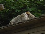Besuch im Affenwald  (Foto: Peter Blei)
