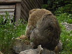 Besuch im Affenwald  (Foto: Peter Blei)