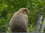 Besuch im Affenwald  (Foto: Peter Blei)
