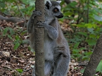 Besuch im Affenwald  (Foto: Peter Blei)
