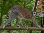 Besuch im Affenwald  (Foto: Peter Blei)