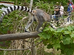 Besuch im Affenwald  (Foto: Peter Blei)