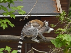 Besuch im Affenwald  (Foto: Peter Blei)