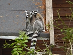 Besuch im Affenwald  (Foto: Peter Blei)