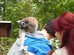 Besuch im Affenwald  (Foto: Peter Blei)