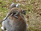 Besuch im Affenwald  (Foto: Peter Blei)