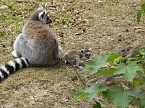 Besuch im Affenwald  (Foto: Peter Blei)