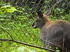 Besuch im Affenwald  (Foto: Peter Blei)