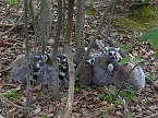 Besuch im Affenwald  (Foto: Peter Blei)