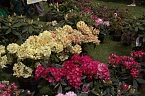 20. Rhododendron-Fest in S&uuml;lzhayn (Foto: Peter Blei)