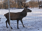 Winter im Nordh&auml;user Stadtpark (Foto: I. Domogalski)