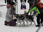 Schlittenhunderennen 2016 in Benneckenstein (Foto: Peter Blei)