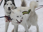 Schlittenhunderennen 2016 in Benneckenstein (Foto: Peter Blei)