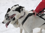 Schlittenhunderennen 2016 in Benneckenstein (Foto: Peter Blei)
