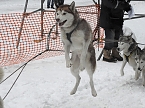 Schlittenhunderennen 2016 in Benneckenstein (Foto: Peter Blei)