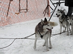 Schlittenhunderennen 2016 in Benneckenstein (Foto: Peter Blei)