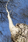 Der Fr&uuml;hling kommt - im Park Hohenrode ist er schon ein bisschen da (Foto: Angelo Glashagel)